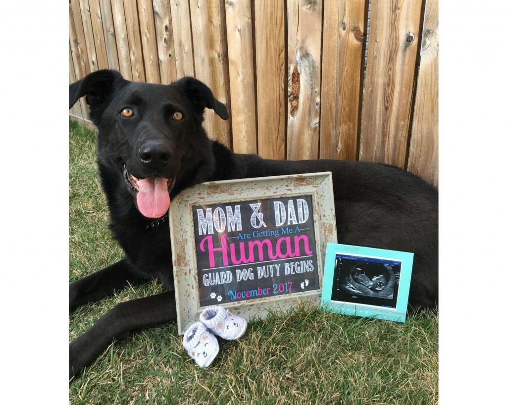baby announcement with dog