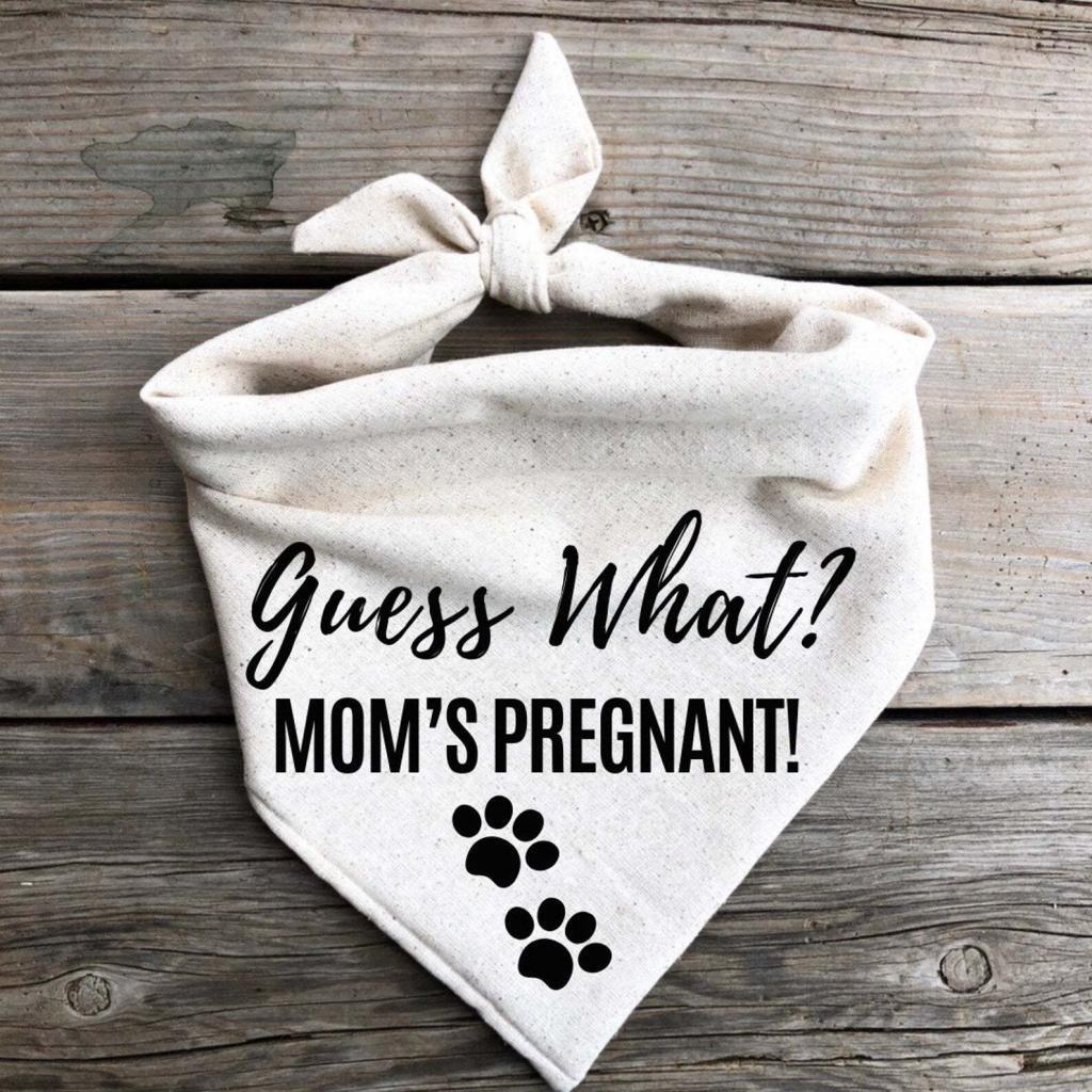 fur baby pregnancy announcement